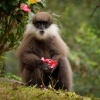 Hulman rudolici - Semnopithecus vetulus - Purple-faced Leaf Monkey o6967